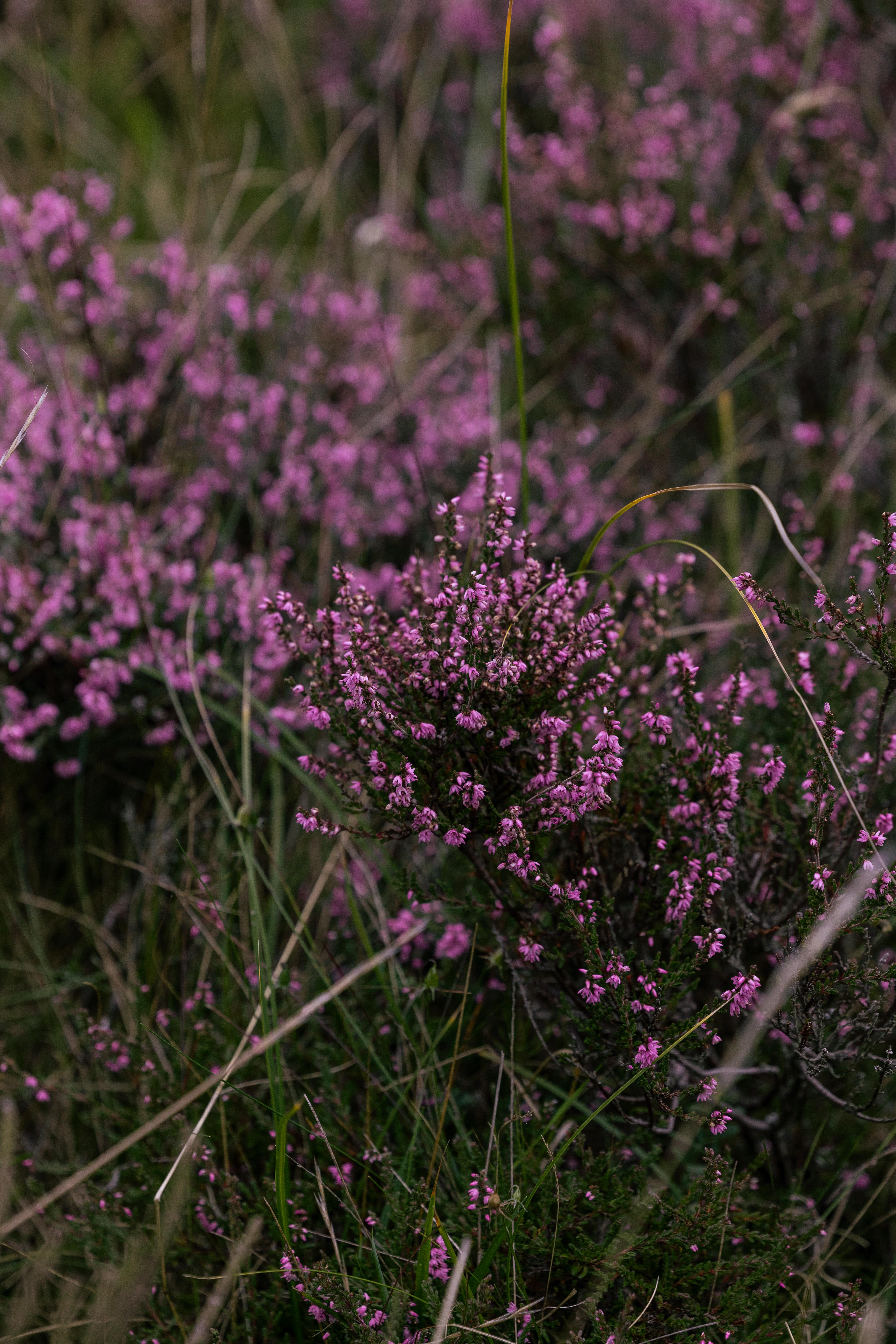 Dornoch Station Ξενοδοχείο Εξωτερικό φωτογραφία Calluna vulgaris