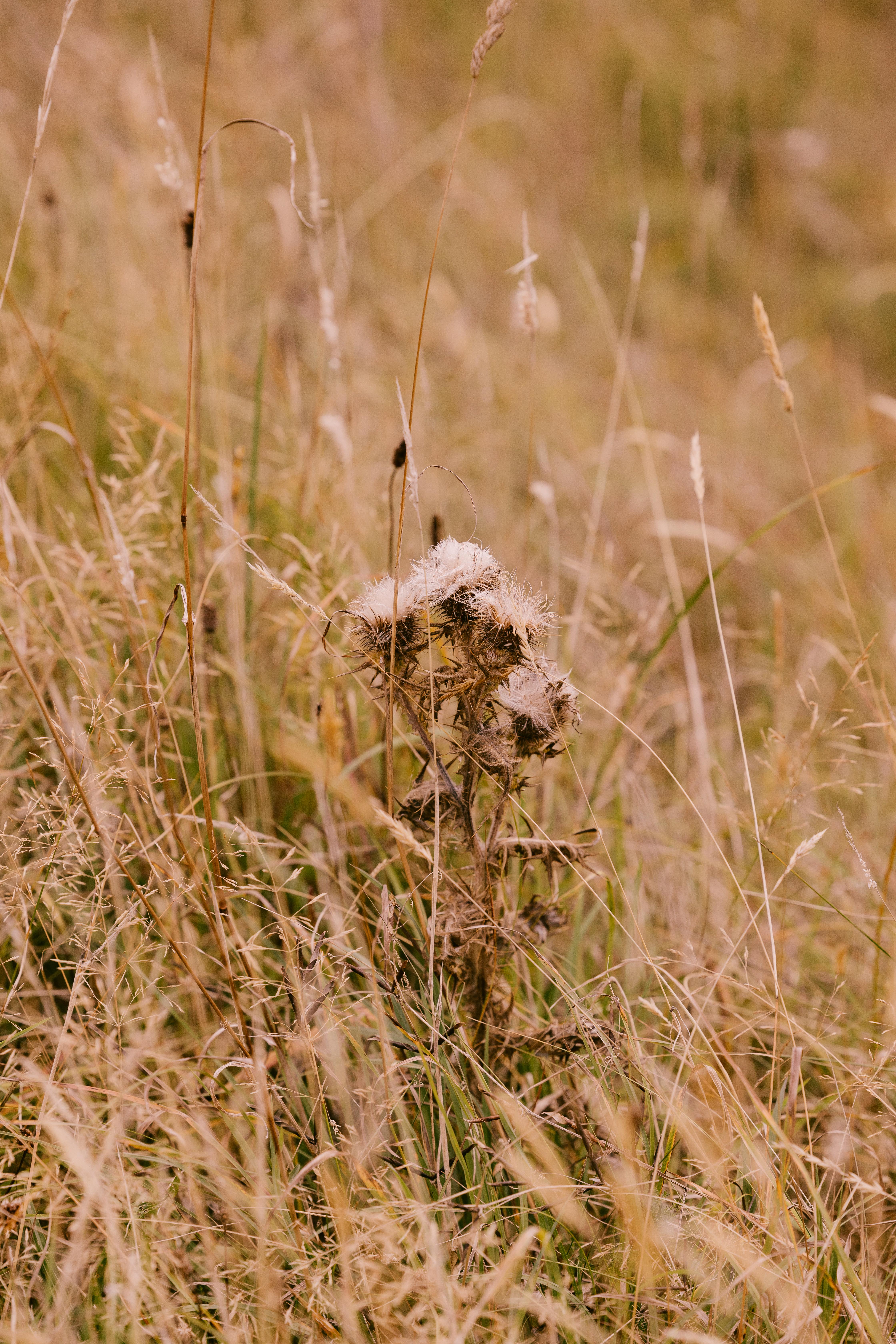 Dornoch Station Ξενοδοχείο Εξωτερικό φωτογραφία Seedhead