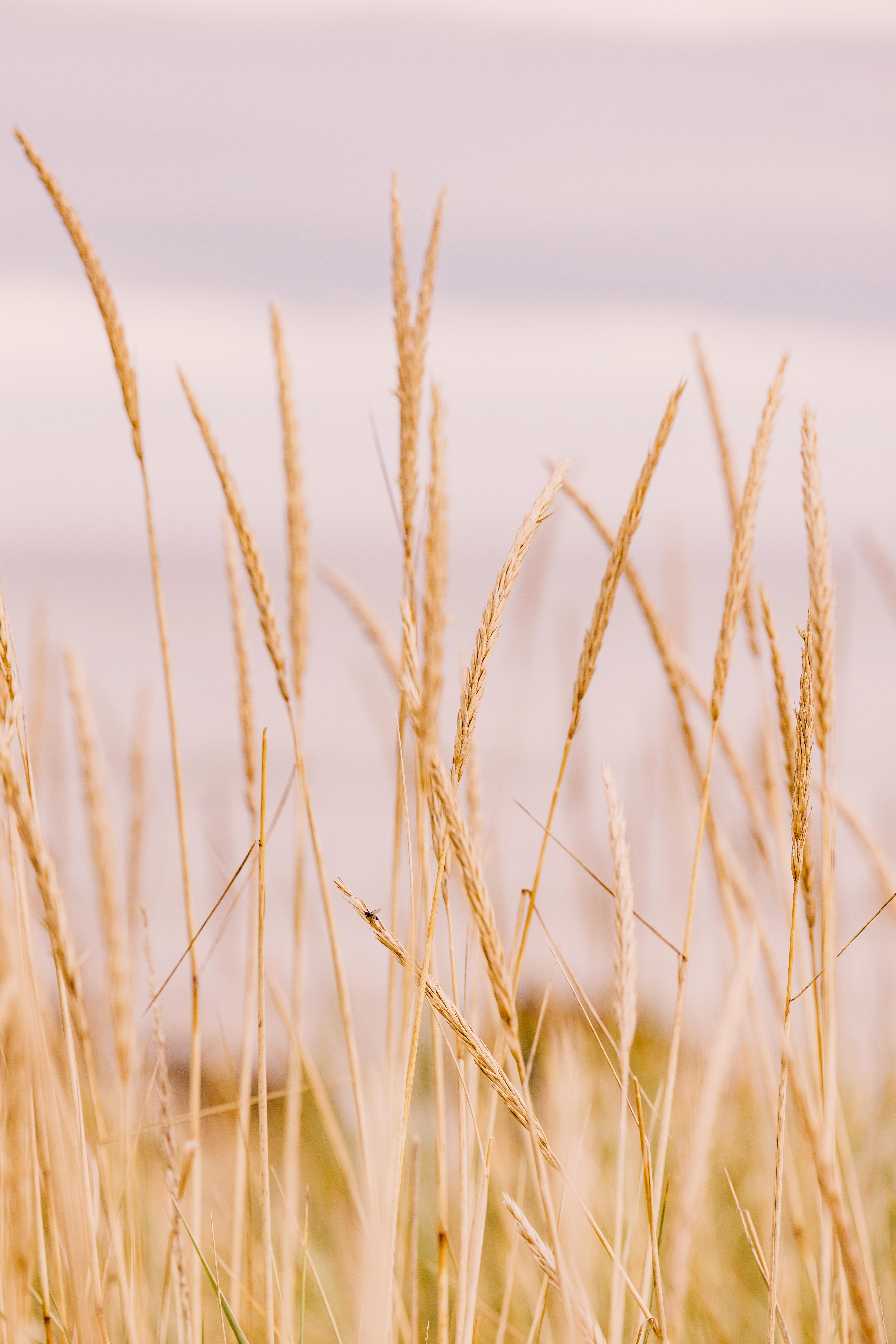 Dornoch Station Ξενοδοχείο Εξωτερικό φωτογραφία Wheat