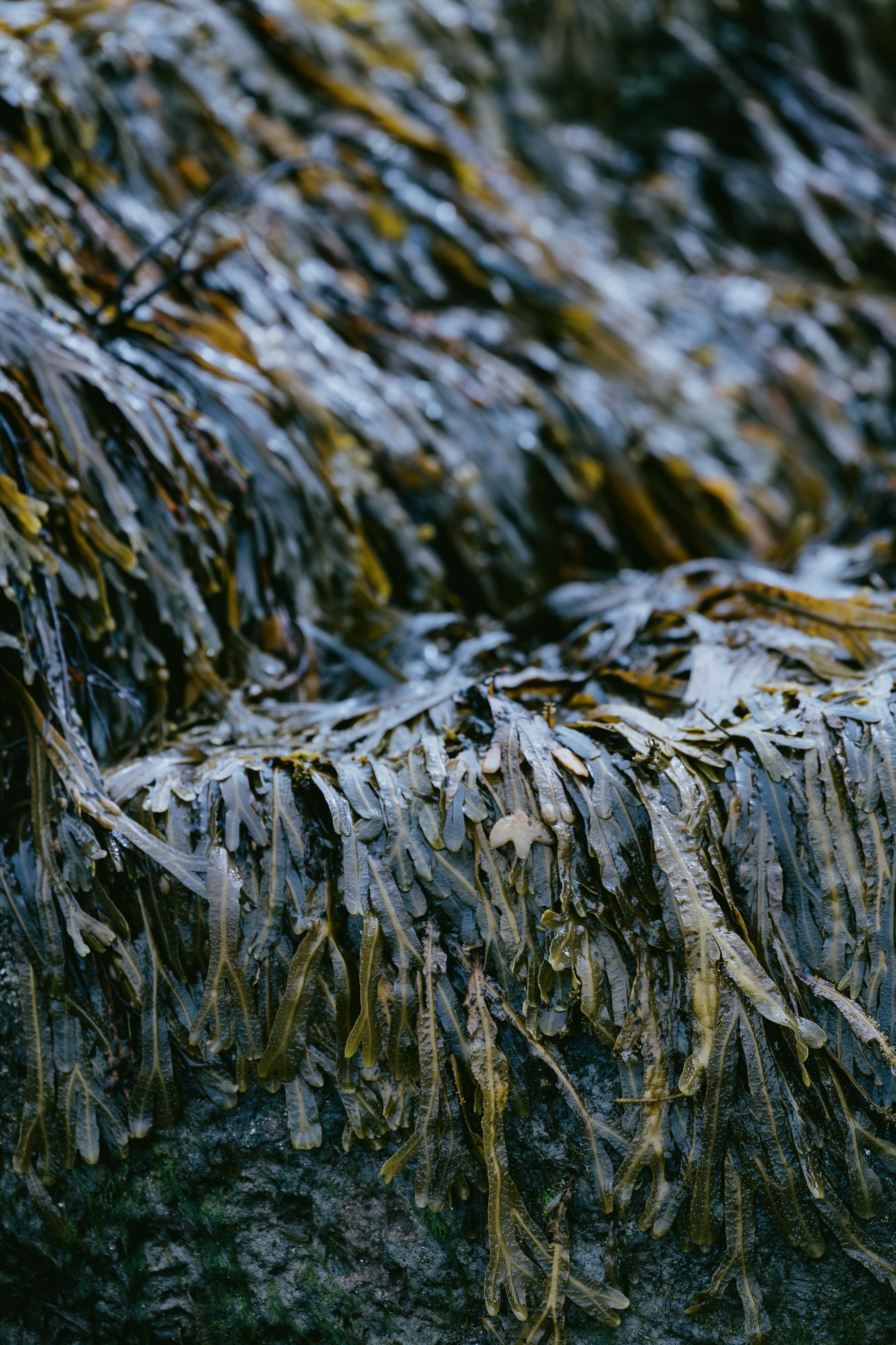 Dornoch Station Ξενοδοχείο Εξωτερικό φωτογραφία Seaweed