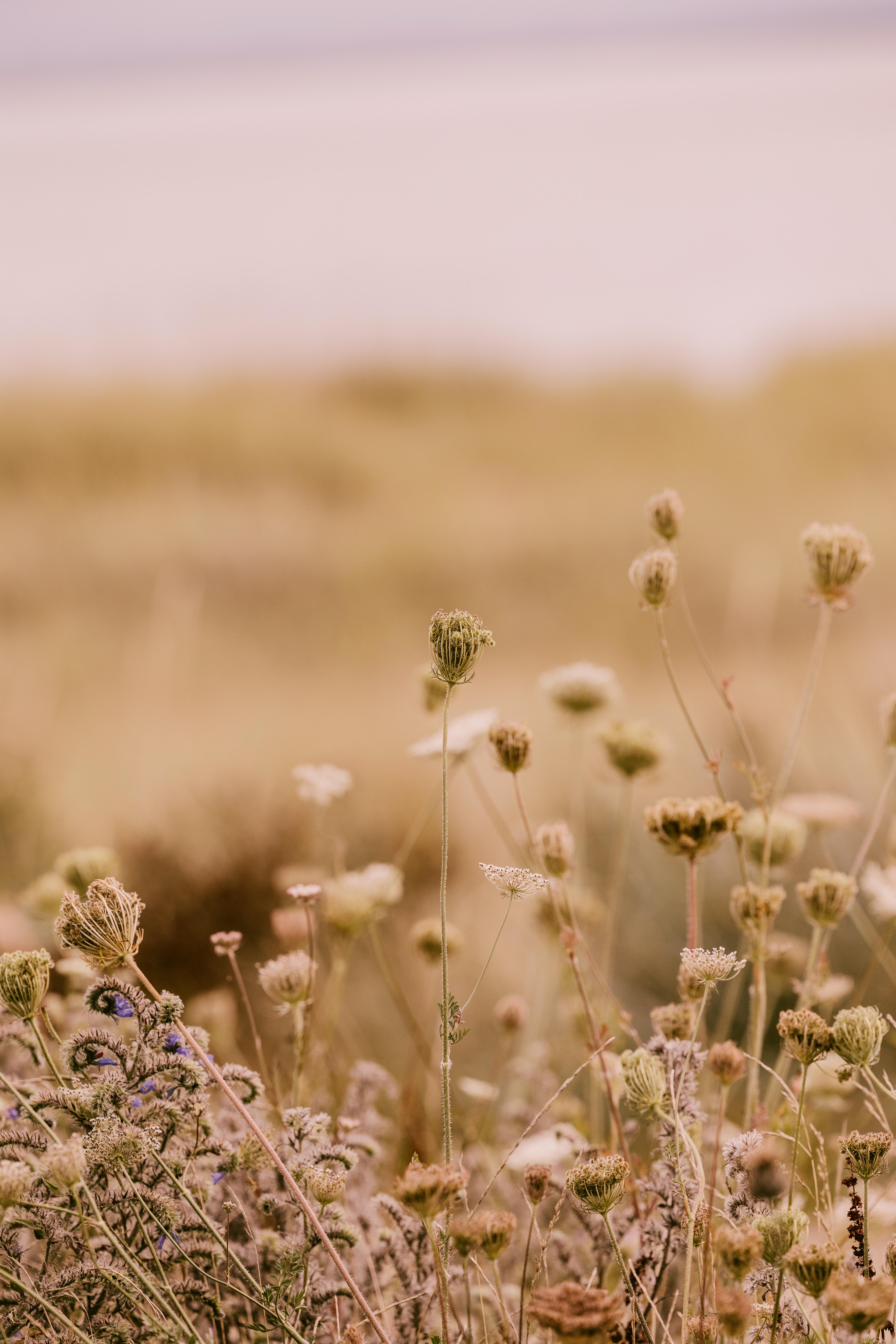 Dornoch Station Ξενοδοχείο Εξωτερικό φωτογραφία Flowering in the desert